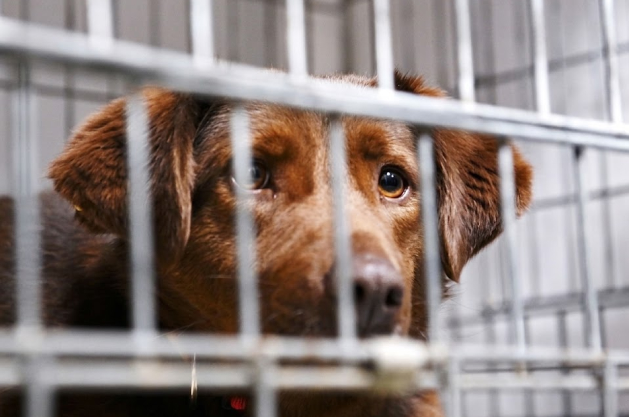 Pets being abandoned at Pet Boarding Centres